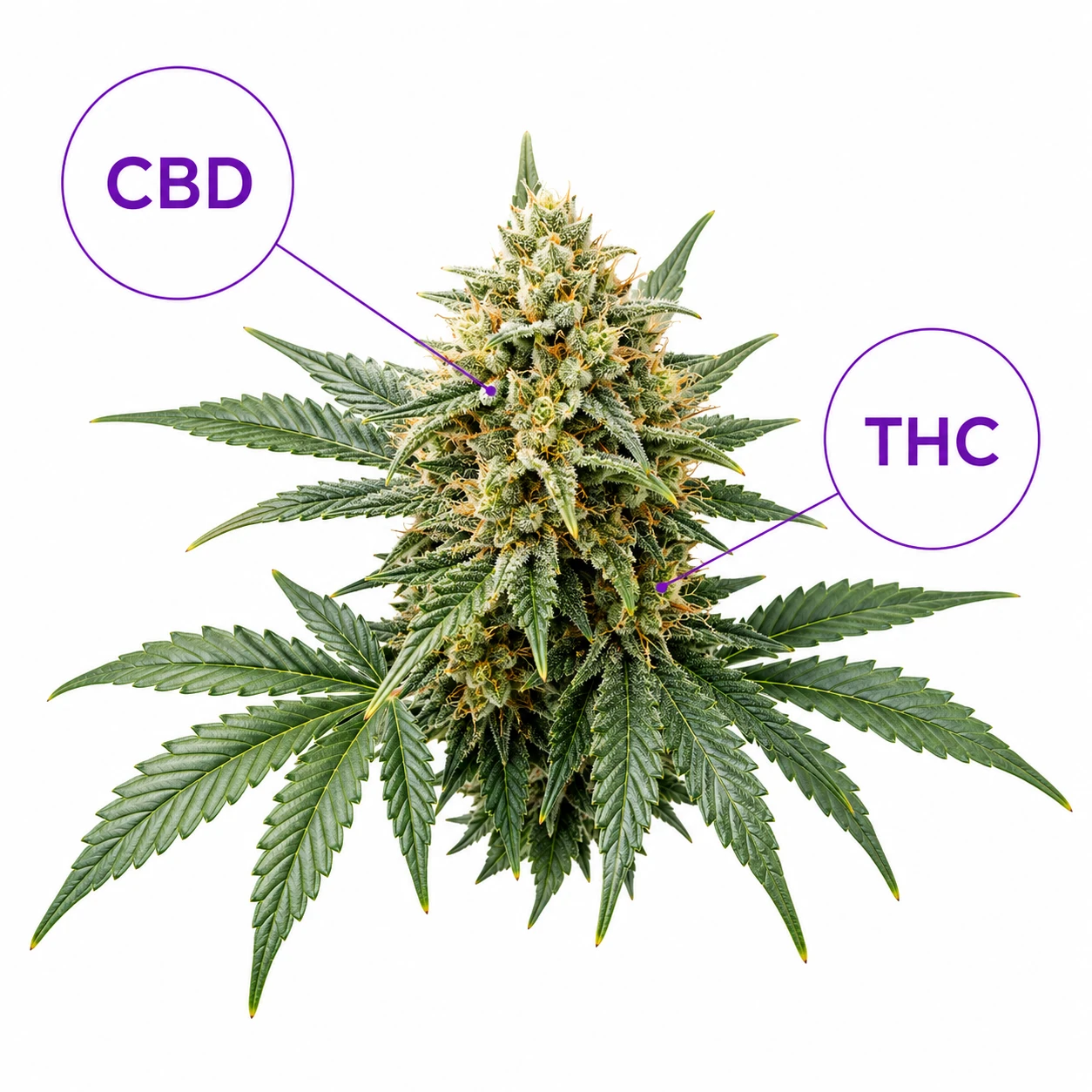 Flor de cannabis con etiquetas CBD y THC.